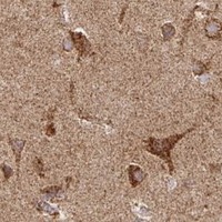 HPA IHC Cerebral cortex — STOML2