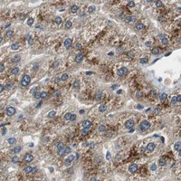 HPA IHC Liver — PI4KB