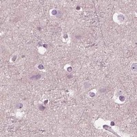HPA IHC Cerebral cortex — CELSR3