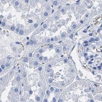 HPA IHC Kidney — ENO2
