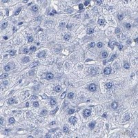 HPA IHC Liver — ENO2
