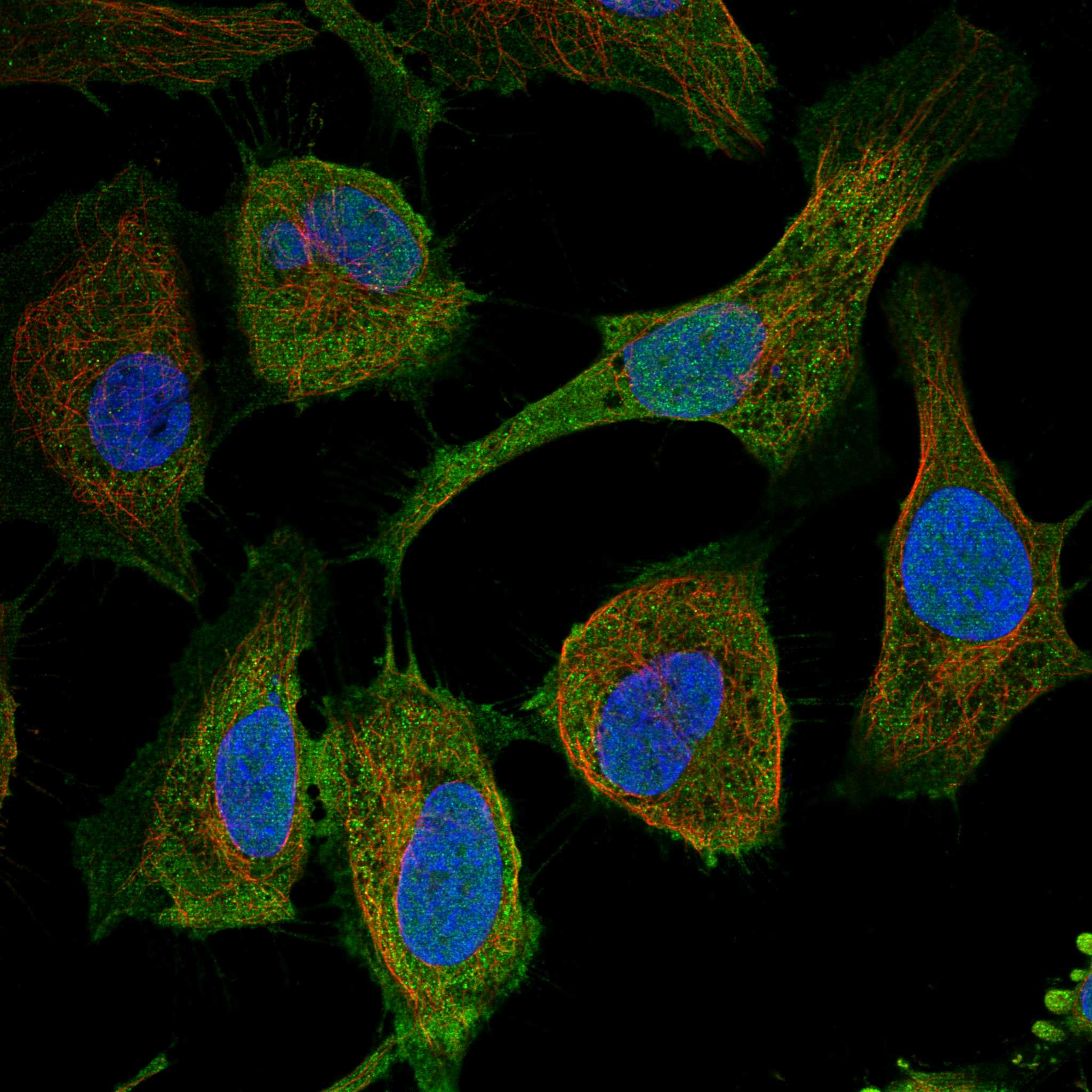 HPA ICC-IF HeLa — CD83 (HPA064421)