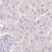 HPA IHC Liver — GRM2