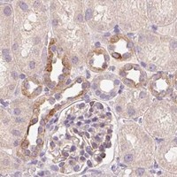 HPA IHC Kidney — GRM2