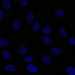 HPA066293: hTERT-RPE1 (serum starved)