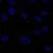 HPA066293: hTERT-RPE1 (serum starved)