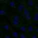 HPA066751: hTERT-RPE1 (serum starved)