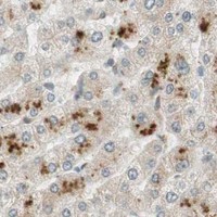 HPA IHC Liver — PSMD8