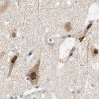 HPA IHC Cerebral cortex — PSMD8