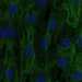 HPA006702: hTERT-RPE1 (serum starved)