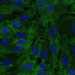 HPA006702: hTERT-RPE1 (serum starved)