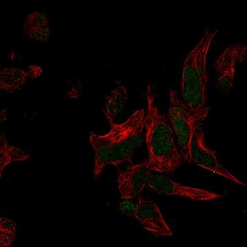 HPA067932: HEK 293