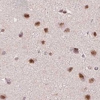 HPA IHC Cerebral cortex — ZNF703