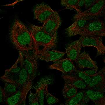 HPA068568: HEK 293