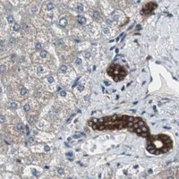 HPA IHC Liver — CAPNS1