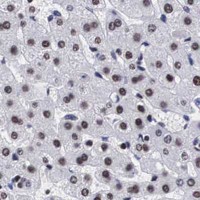HPA IHC Liver — SF3A1