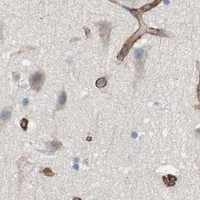 HPA IHC Cerebral cortex — SPINT1