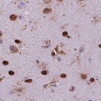 HPA IHC Cerebral cortex — RPL29