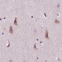 HPA IHC Cerebral cortex — LRP1B