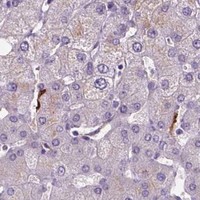 HPA IHC Liver — PLSCR1