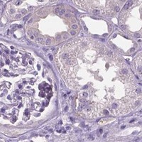 HPA IHC Kidney — PLSCR1