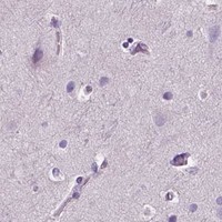 HPA IHC Cerebral cortex — PLSCR1