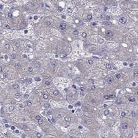 HPA IHC Liver — PPP1R3A