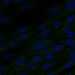 HPA071114: hTERT-RPE1 (serum starved)
