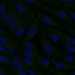 HPA071114: hTERT-RPE1 (serum starved)