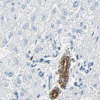 HPA IHC Liver — NELFE