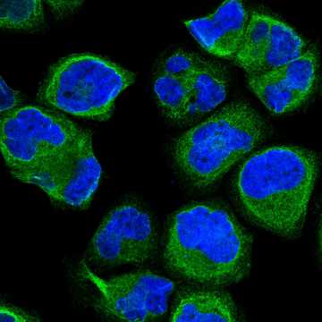 HPA000724: A-431
