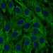 HPA072606: hTERT-RPE1 (serum starved)