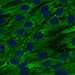 HPA072606: hTERT-RPE1 (serum starved)