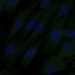 HPA007266: hTERT-RPE1 (serum starved)