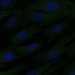 HPA007266: hTERT-RPE1 (serum starved)