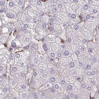 HPA IHC Liver — RBP1
