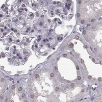 HPA IHC Kidney — NUP37