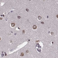 HPA IHC Cerebral cortex — NUP37