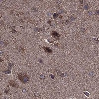 HPA IHC Cerebral cortex — BIRC6