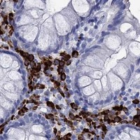 HPA IHC Colon — P2RY6
