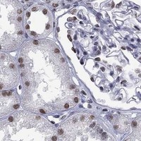 HPA IHC Kidney — NPAS3
