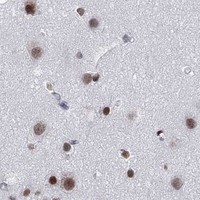 HPA IHC Cerebral cortex — NPAS3