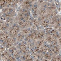 HPA IHC Pancreas — GALNT3