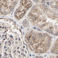 HPA IHC Kidney — TAOK1