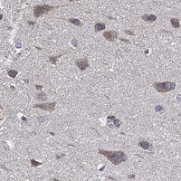 HPA IHC Cerebral cortex — HAP1