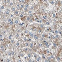 HPA IHC Liver — AGBL2