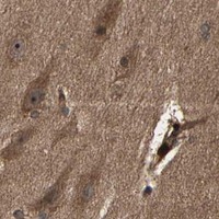 HPA IHC Cerebral cortex — AGBL2