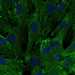 HPA077421: hTERT-RPE1 (serum starved)