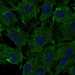 HPA077421: hTERT-RPE1 (serum starved)