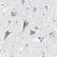 HPA IHC Cerebral cortex — BBC3